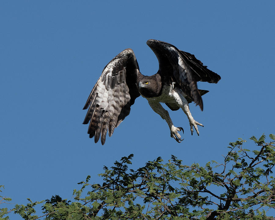 Martial Eagle Photograph by Patrick Nowotny
