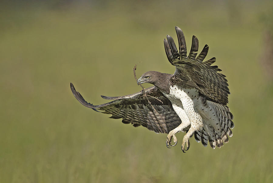 Martial Eagle Photograph by Shlomo Waldmann