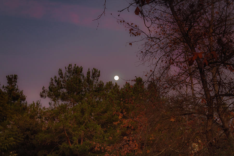 Marvelous Moonrise Photograph by Alison Frank