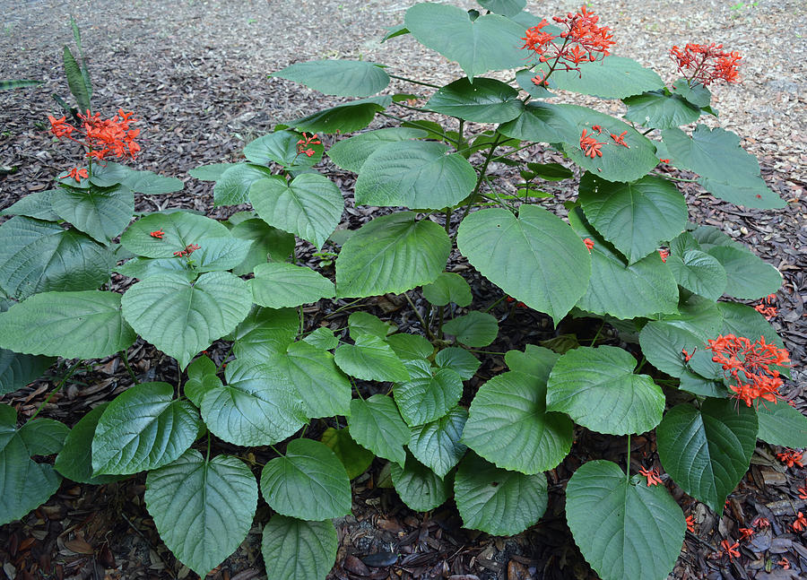 Maryjane Clerodendrons Photograph
