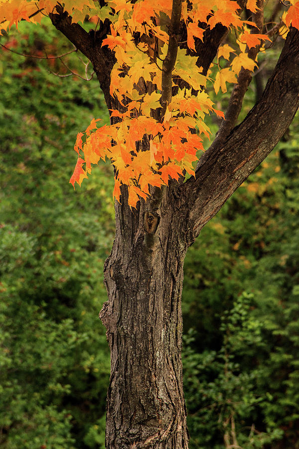 Maryland Autumn Tree Photograph by Don Johnson