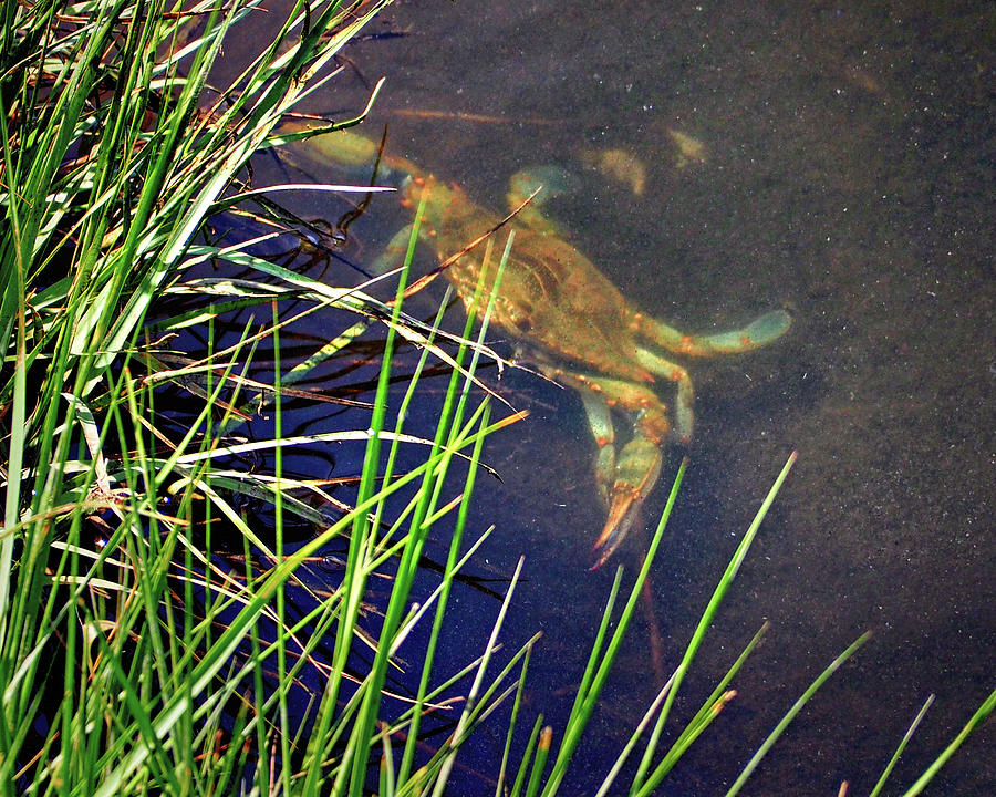 Maryland Blue Crab Lurking in an Assateague Marsh Photograph by Bill Swartwout