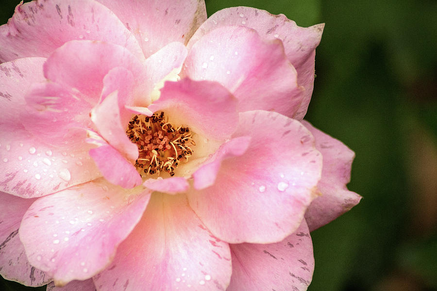 Maryland Pink Rose Photograph by Don Johnson