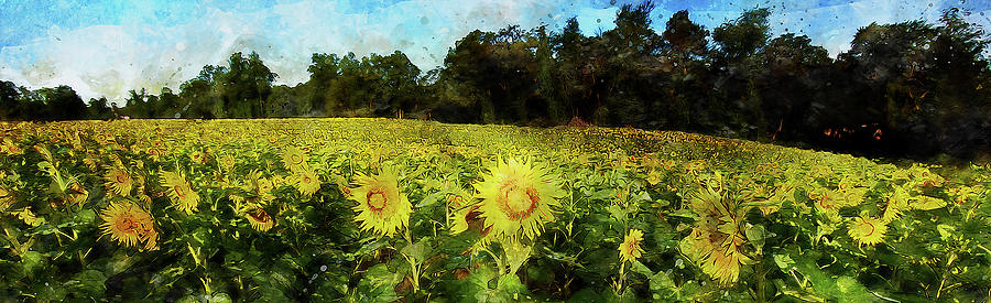 Maryland Sunflowers - 01 Painting by AM FineArtPrints