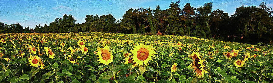 Maryland Sunflowers - 06 Painting by AM FineArtPrints