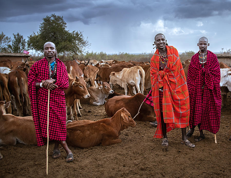 Cow Photograph - Masai And Their Cattle by Anita Singh