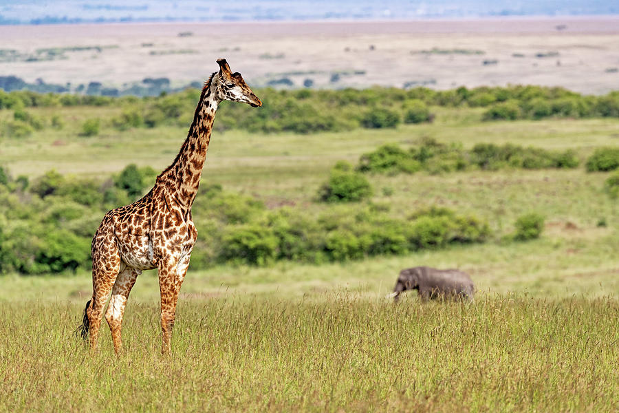 Masai Giraffe And Elephant In Kenya Africa Photograph
