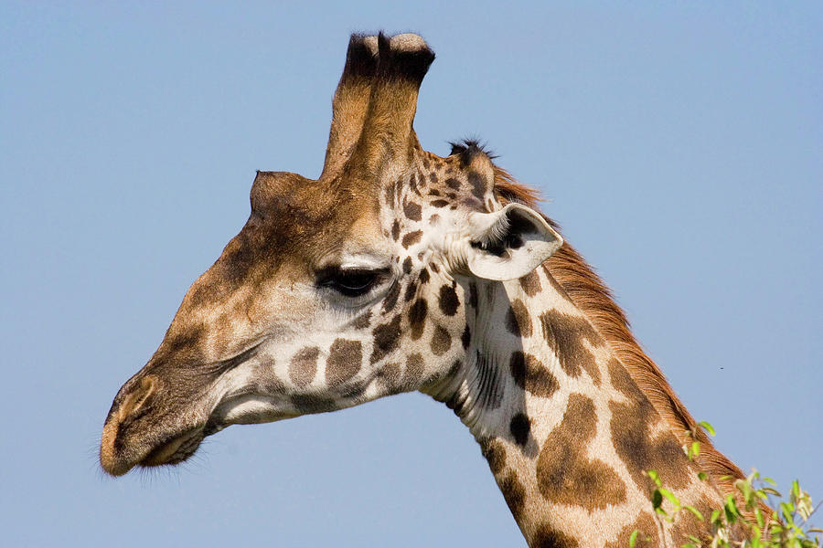 Masai Giraffe Closeup Photograph by Ivan Kuzmin