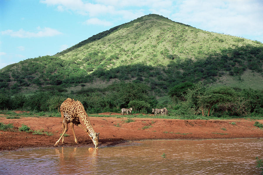 Masai Giraffe Drinking At Waterhole Photograph by James Warwick