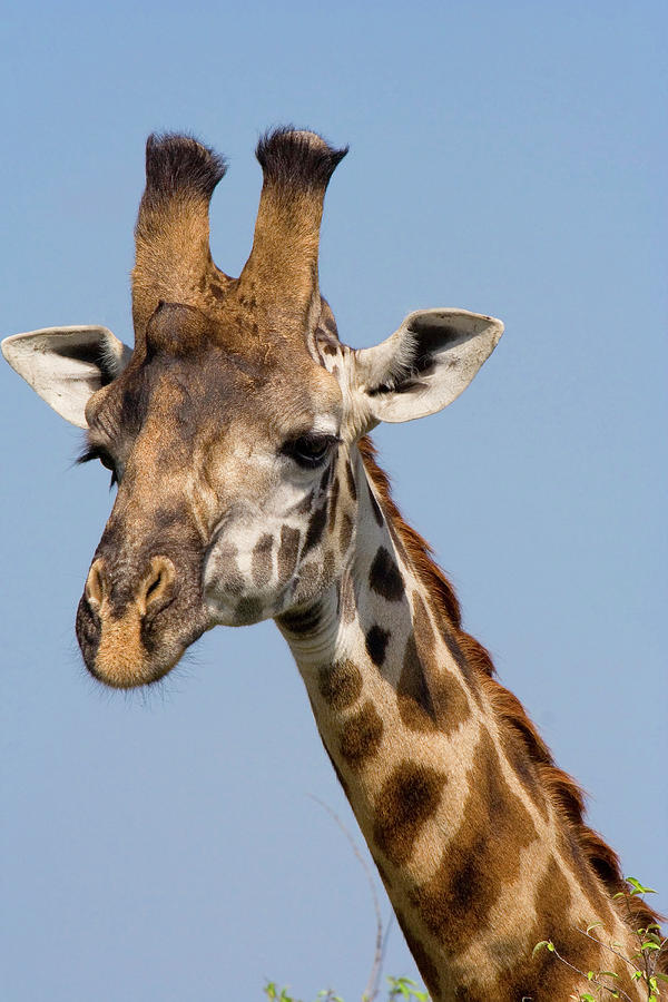 Masai Giraffe Photograph by Ivan Kuzmin