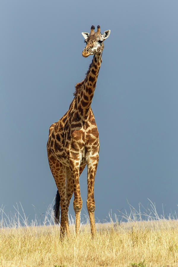 Masai Giraffe, Masai Mara Game Reserve Photograph by Adam Jones - Pixels