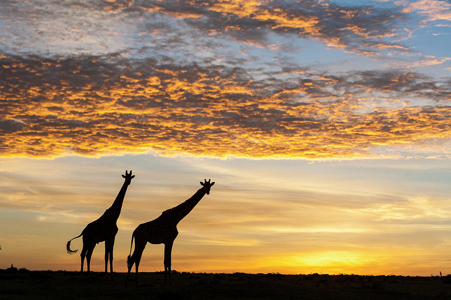 Wildlife Photograph - Masai Giraffes, At Sunrise, Masai-mara Game Reserve, Kenya by Denis-huot / Naturepl.com