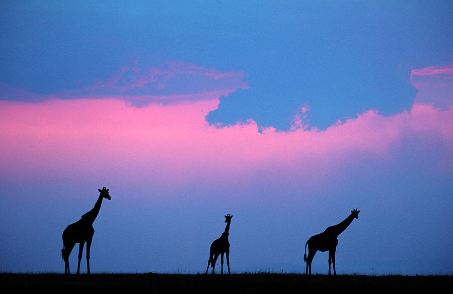 Masai Or Kenyan Giraffe Herd Giraffa Photograph by Nhpa