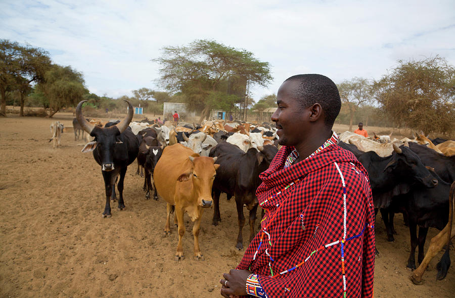 Masai With Cattle Photograph by Brittak