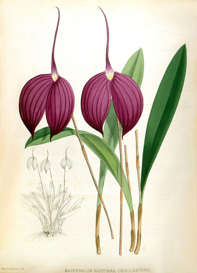 Masdevallia Harryana Coerrulescens Vintage Lindenia Orchid by Jean Jules Linden Masdevallia Harryana Coerrulescens Vintage Lindenia Orchid by Jean Jules Linden