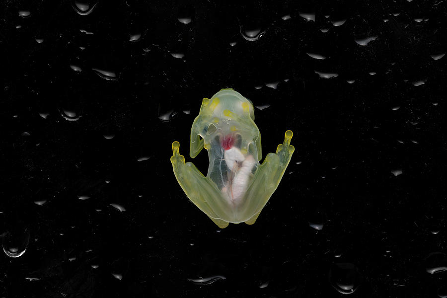Mashpi Glassfrog Underside, Internal Organs Visible Photograph by Lucas