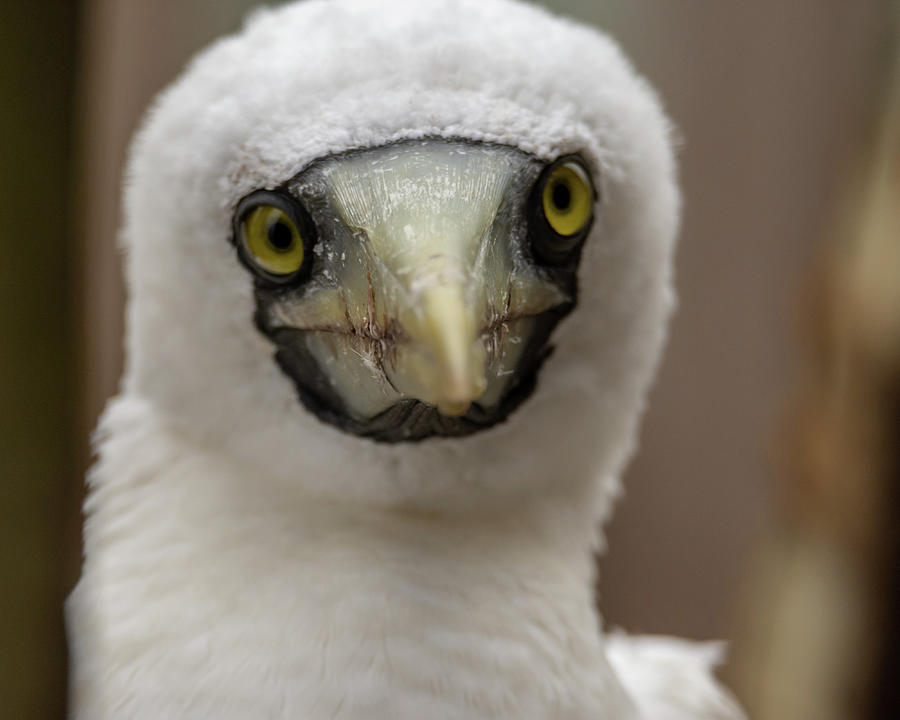 Masked Booby - Rare Bird Visitor in South Texas  Photograph by Debra Martz
