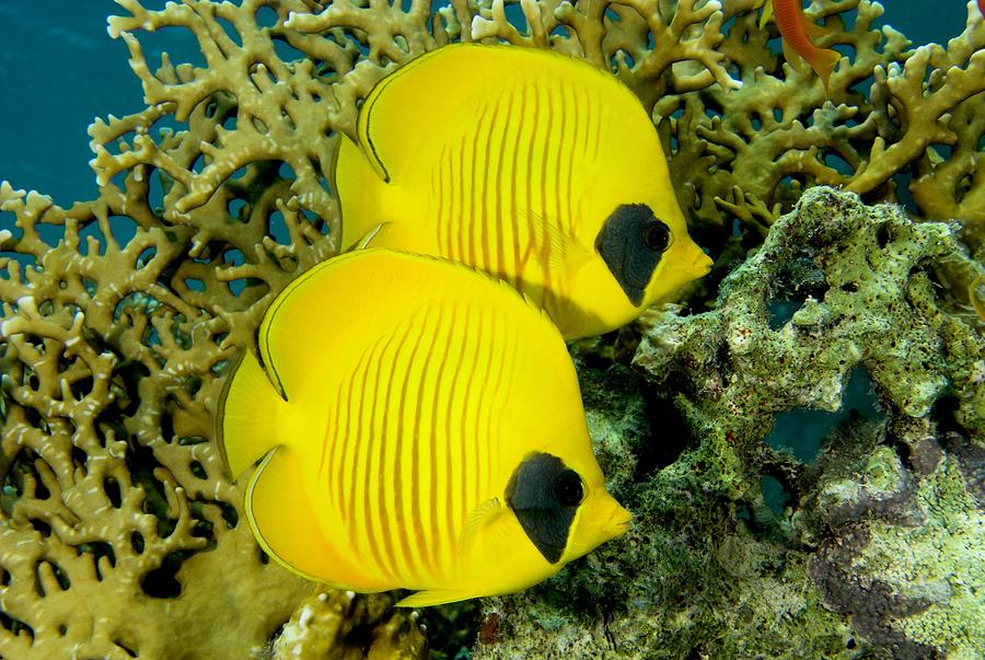 Masked Butterfly Fish Arotron Photograph by Mark Webster