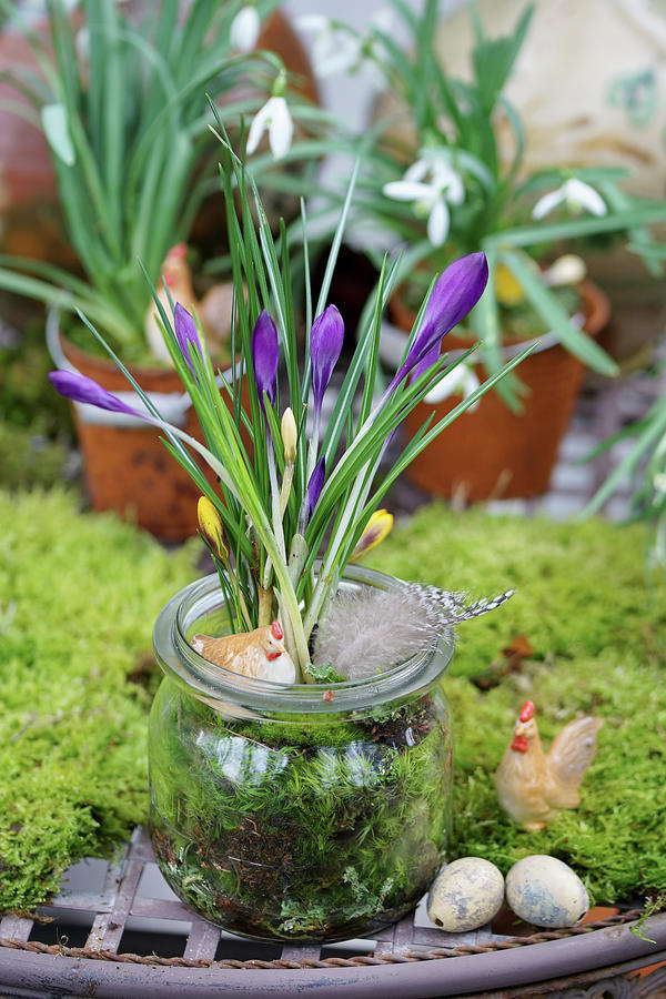 Mason Jar With A Crocus With Moss As An Easter Decoration Photograph by Angelica Linnhoff
