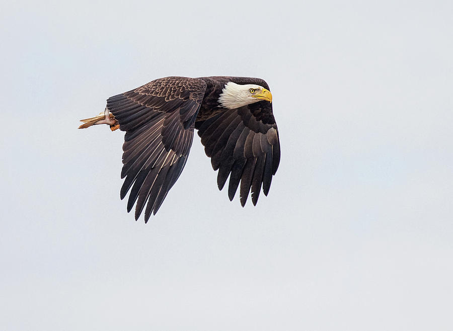 Mason Neck Eagle Photograph by Art Cole