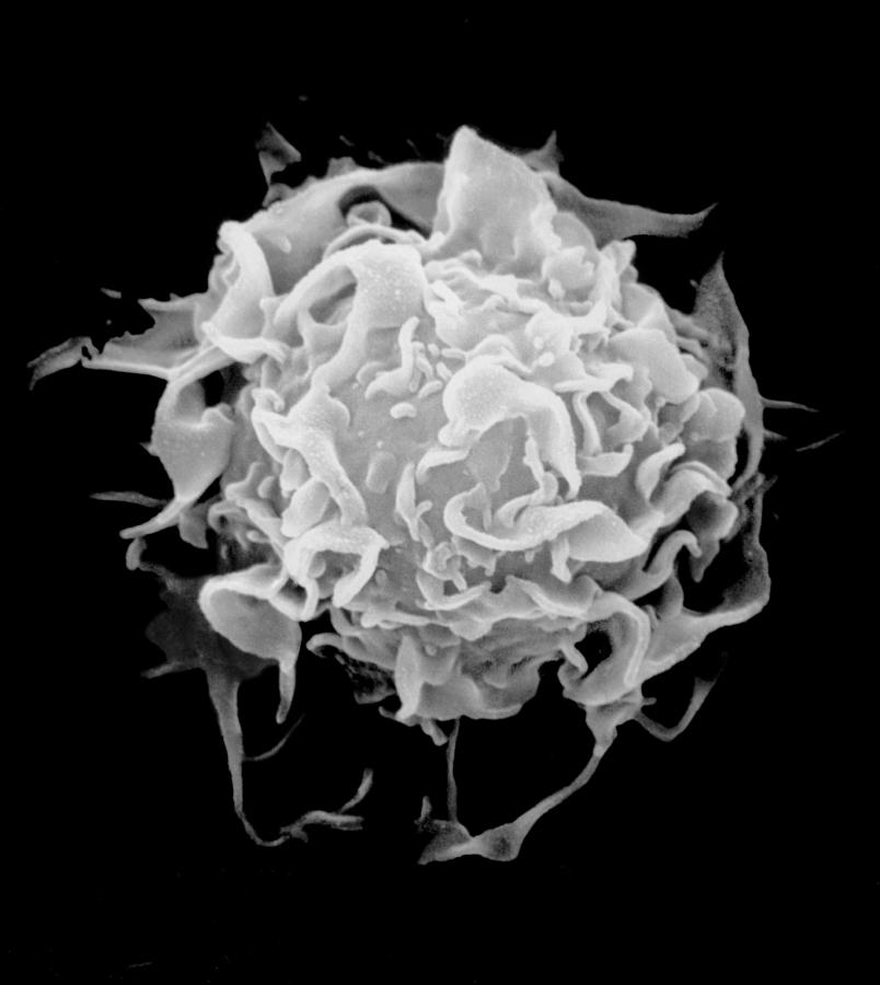 Mass Cell Sem Photograph by Stem Jems
