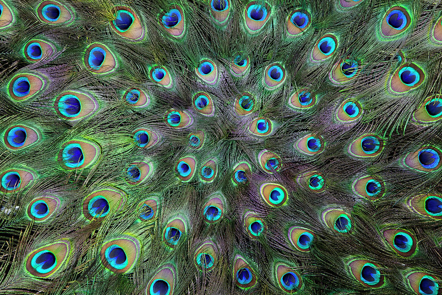 Mass Circular Peacock Tail Feather Photograph by Darrell Gulin