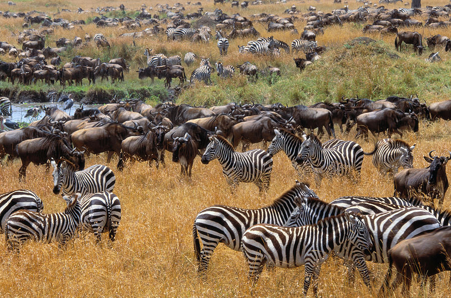 Mass Migration Of Zebras Equus Photograph by Art Wolfe