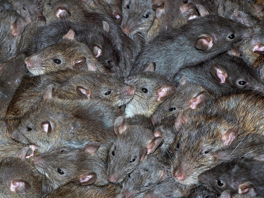 Mass Of Brown Rats In Farm Photograph by Ernie Janes / Naturepl.com ...