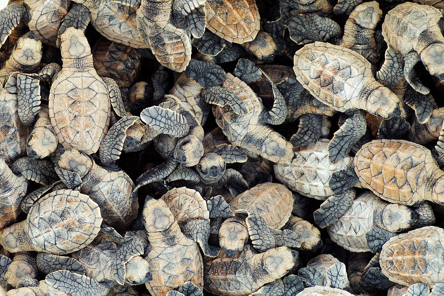 Mass Of Hawksbill Turtle Hatchlings Photograph by Nhpa