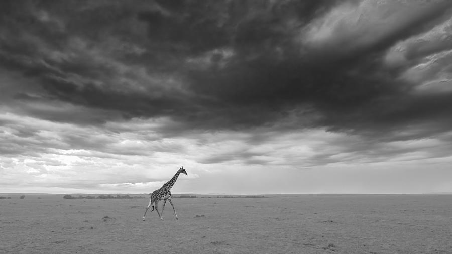Wildlife Photograph - Massai Mara by Jie Fischer