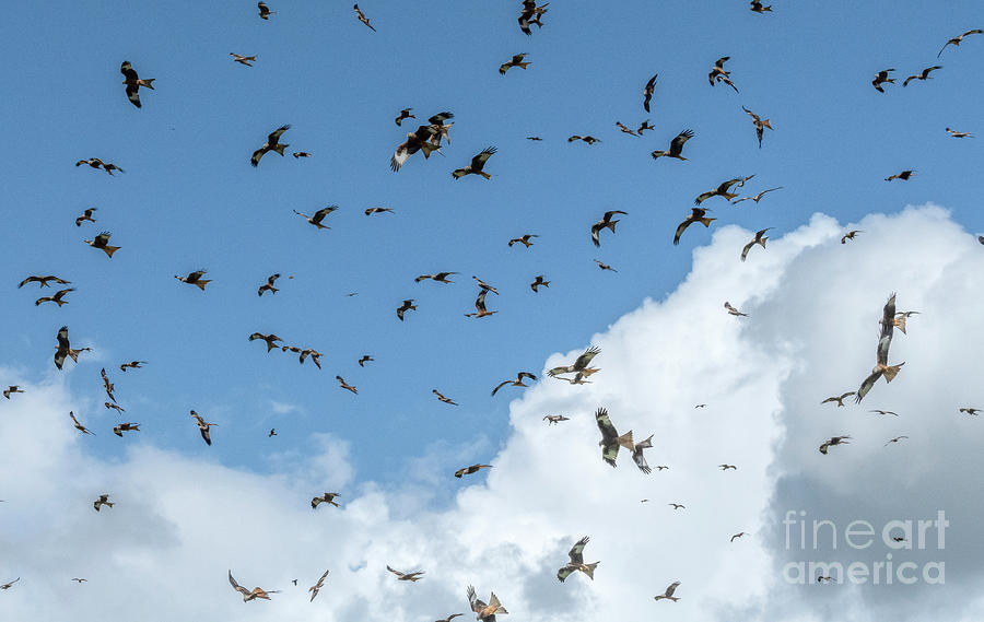 Masses Of Red Kites In Flight Photograph by Bob Gibbons/science Photo Library