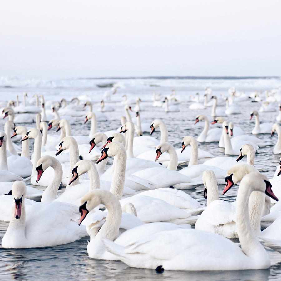 Winter Photograph - Massive Amount Of Swans In Winter by Mait Juriado Photo