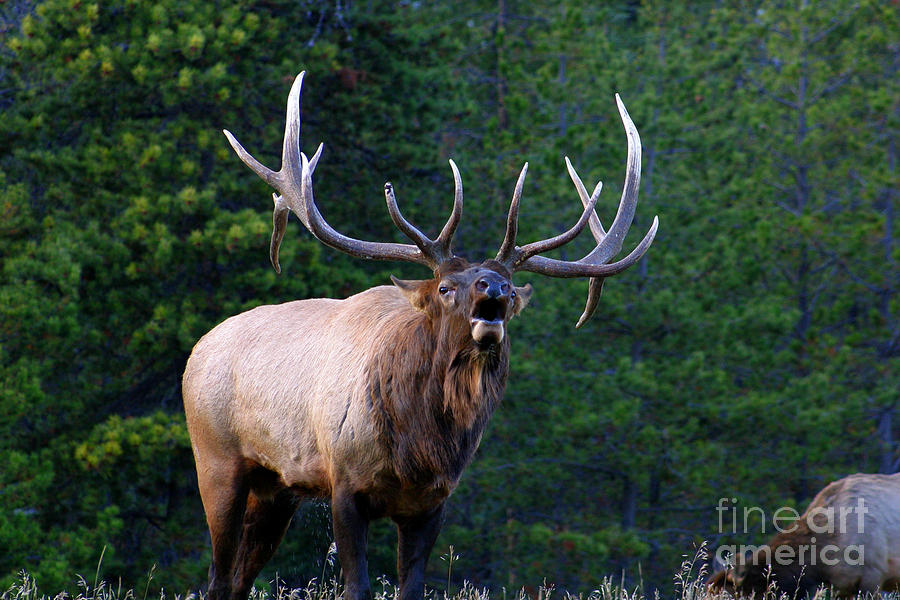 Moose Photograph - Massive Bull Elk Antlers Bugling Guarding His Harem by Robert C Paulson Jr