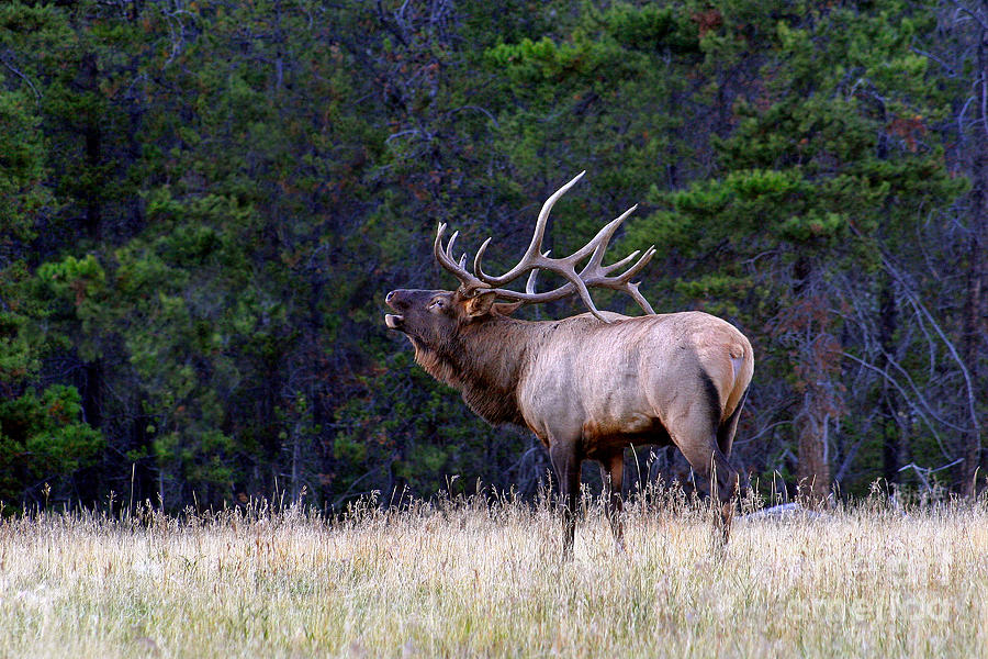 Massive Bull Elk Bugling In Fall Rut Breeding Season Photograph