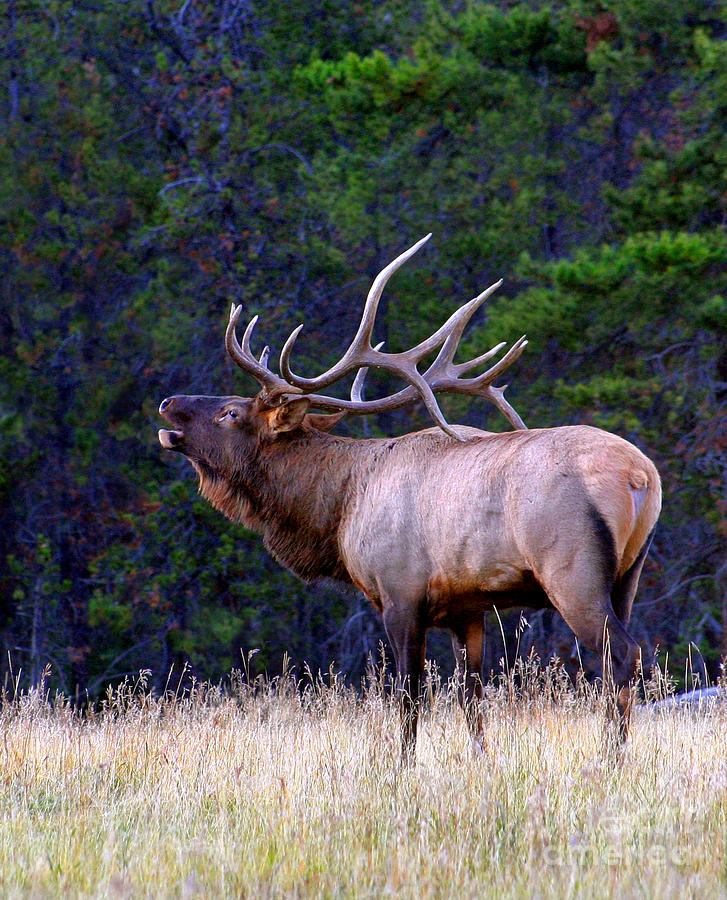 Bull Elk Bugling Fall Breeding Season Photograph by Robert C Paulson Jr