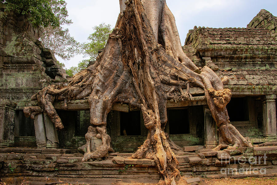 Massive Tree Roots at Preah Khan Temple Photograph by Bob Phillips