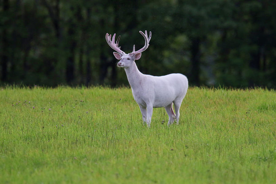 Massive White Buck Photograph by Brook Burling