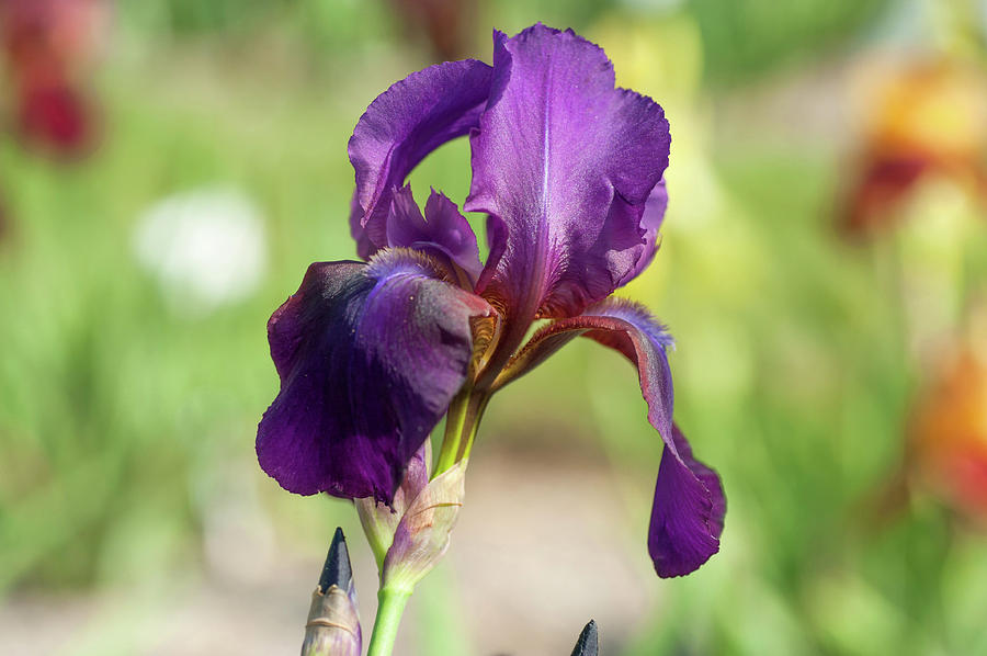 Master Charles. The Beauty Of Irises  Photograph by Jenny Rainbow