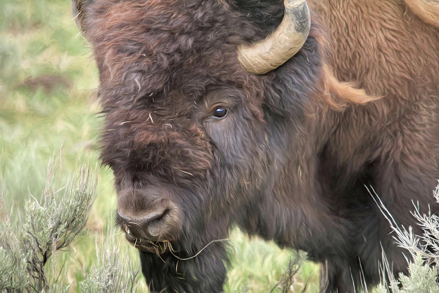 Master of Yellowstone 1 Photograph by Lori Deiter - Fine Art America