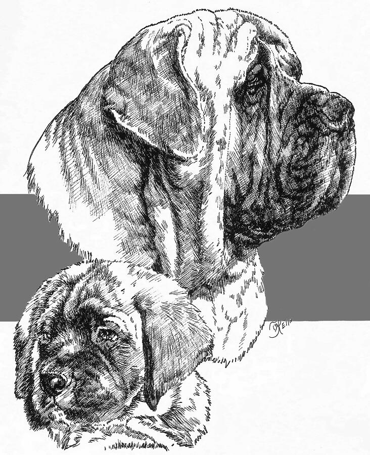 Mastiff and Pup Drawing by Barbara Keith
