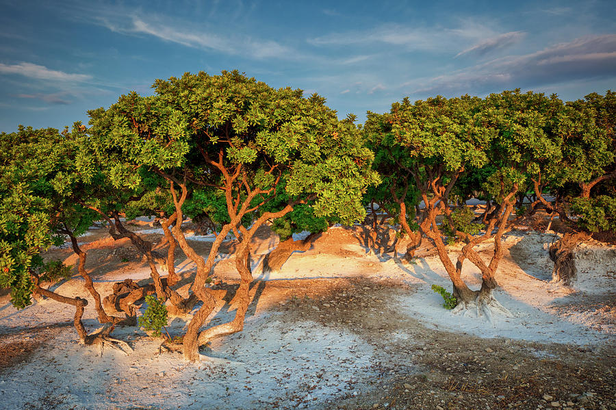 Mastixa Tree by Emmanuel Panagiotakis Mastixa Tree by Emmanuel Panagiotakis