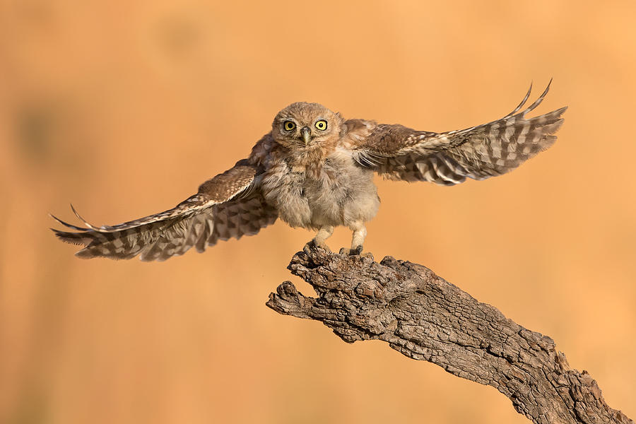 Mastro Owl Photograph by Amnon Eichelberg