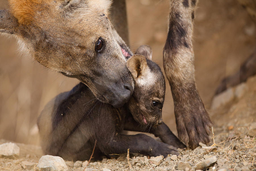 Wildlife Photograph - Maternal Intake by Fabio Ferretto