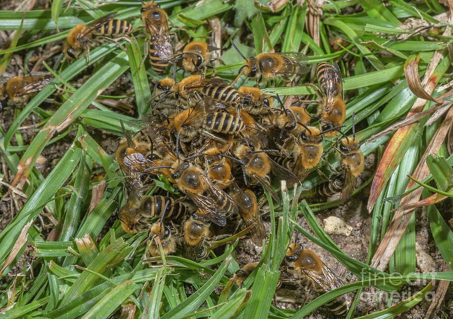 Mating Ball Of Mainly Male Ivy Bees At Breeding Colony Photograph by Bob Gibbons/science Photo Library