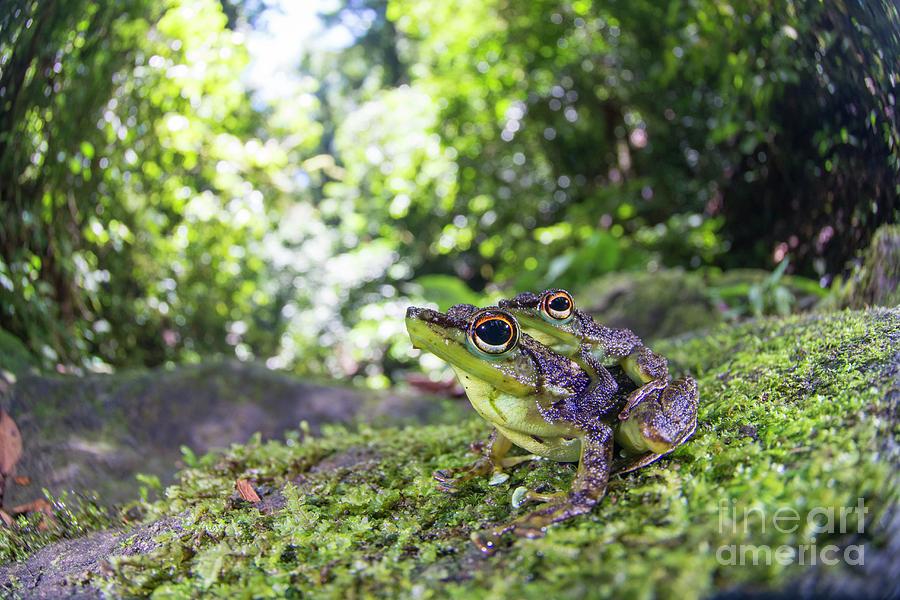 Wildlife Photograph - Mating Black-spotted Rock Frogs by Scubazoo/science Photo Library