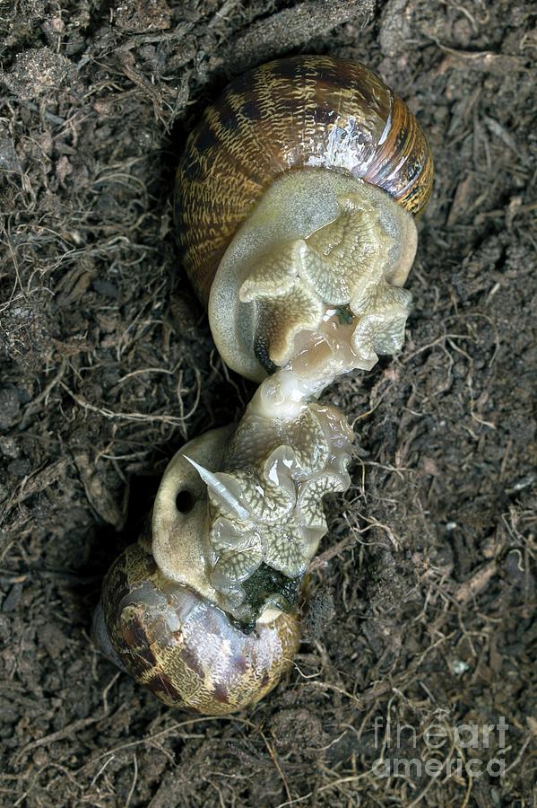garden snail eggs