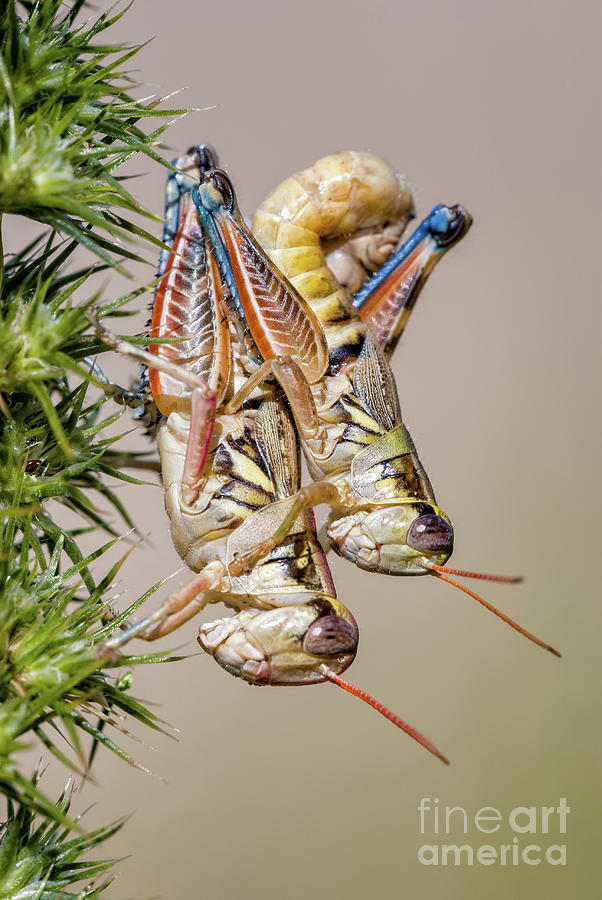 Mating Grasshoppers Photograph by Al Andersen