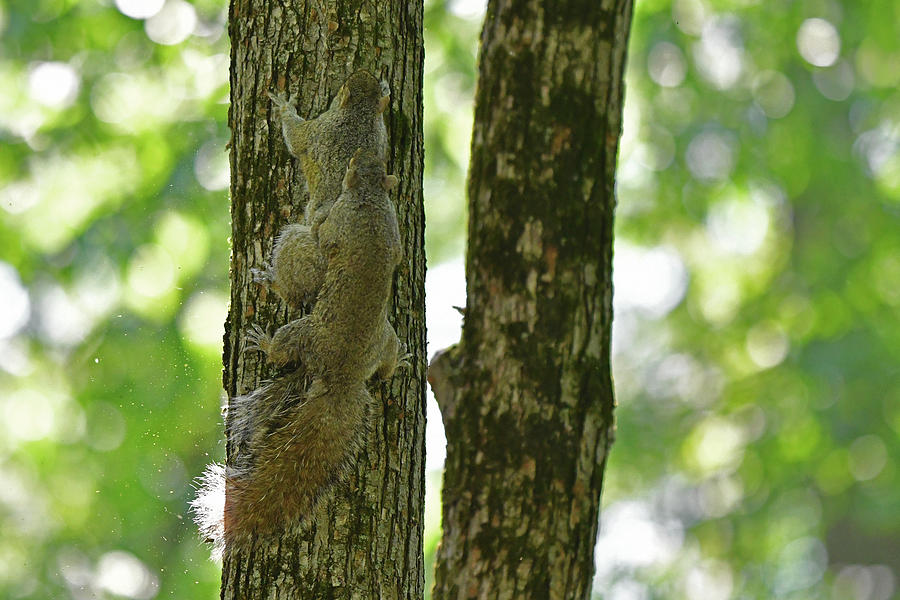 Mating in the forest Photograph by Asbed Iskedjian - Pixels