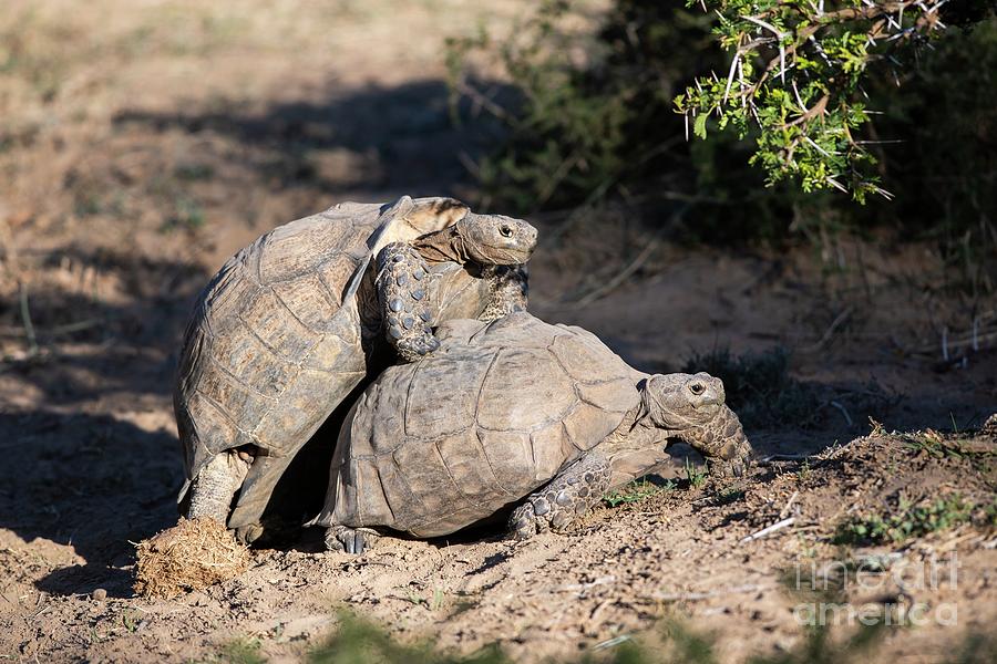 Mating Leopard Tortoises Photograph by Peter Chadwick/science Photo ...