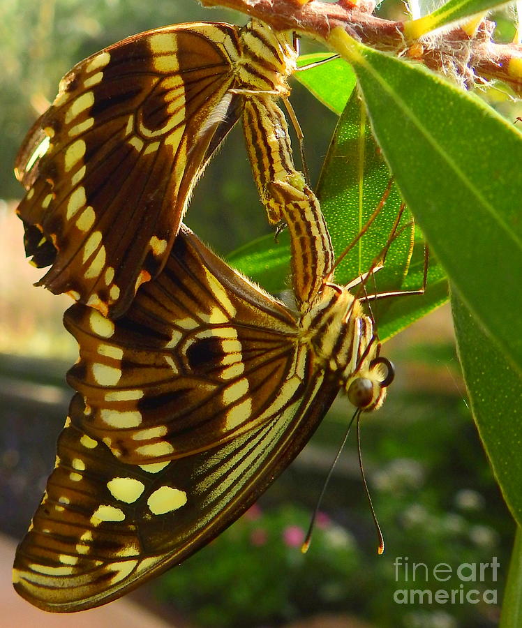 Mating Malachite Butterflies Photograph by Carol Komassa